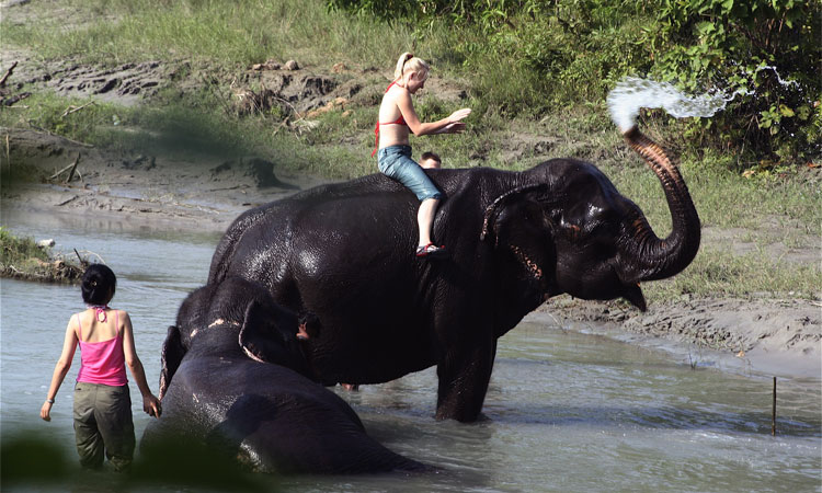Elephant bathing at Chitwan National Park