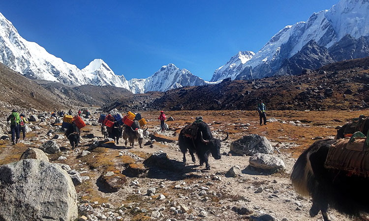 Trekking in Everest