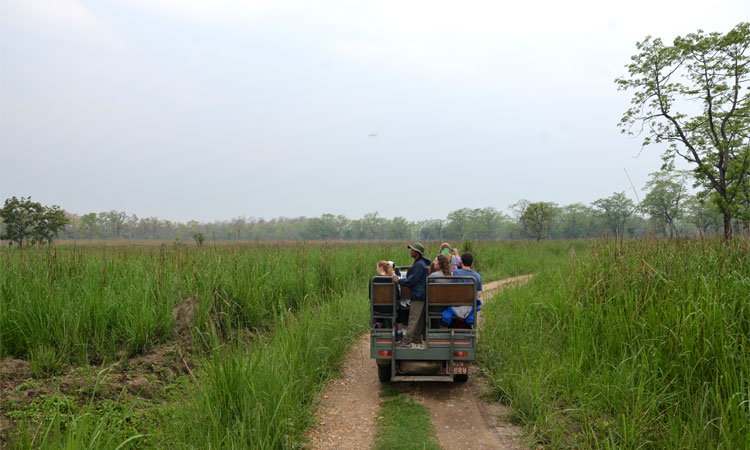 Jeep Safari at Chitwan National Park