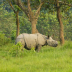 One horn rhino - Chitwan national park