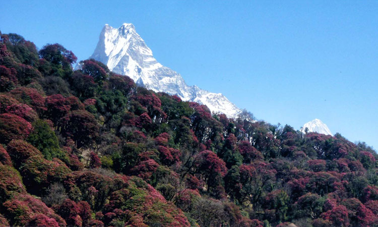 Rhododendron Forest